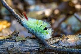 Attēlu rezultāti vaicājumam “Calliteara pudibunda”