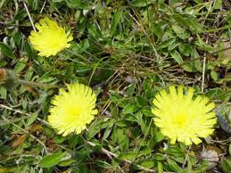 Attēlu rezultāti vaicājumam “Pilosella officinarum leaf”