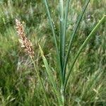 Attēlu rezultāti vaicājumam “Carex diandra leaf”