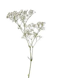 Attēlu rezultāti vaicājumam “Gypsophila fastigiata bud”