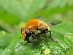 Attēlu rezultāti vaicājumam “Arctophila superbiens”