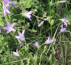 Image result for Campanula rapunculus