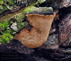 Attēlu rezultāti vaicājumam “Phellinus pini”