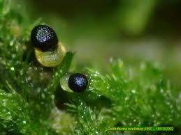 Attēlu rezultāti vaicājumam “Colloderma sp.”