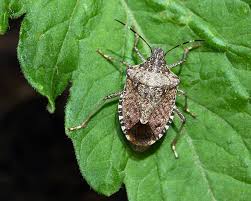 Attēlu rezultāti vaicājumam “Pentatomidae”