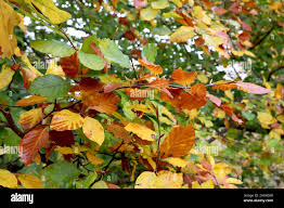 Attēlu rezultāti vaicājumam “Fagus sylvatica fo. purpurea leaf”