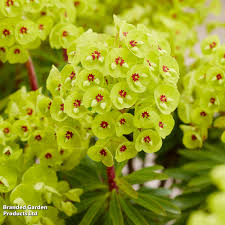 Attēlu rezultāti vaicājumam “Cribraria martinii”