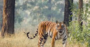 Afbeeldingsresultaat voor tijgers