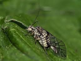 Attēlu rezultāti vaicājumam “Psococerastis gibbosa”