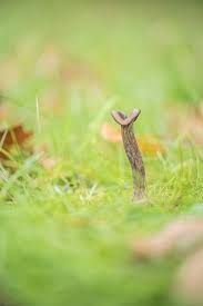 Attēlu rezultāti vaicājumam “Rhynchostegiella tenella macro”