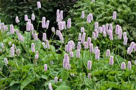 Attēlu rezultāti vaicājumam “Bistorta major leaf”