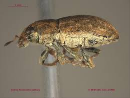 Attēlu rezultāti vaicājumam “Sitona sp.”