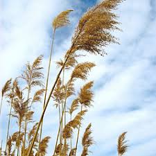 Attēlu rezultāti vaicājumam “Phragmites communis flower”