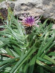 Attēlu rezultāti vaicājumam “Saussurea esthonica flower”