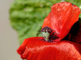 Attēlu rezultāti vaicājumam “Papaver argemone leaf”
