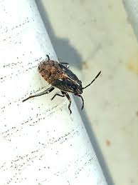 Attēlu rezultāti vaicājumam “Nithecus jacobaeae”