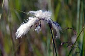 Attēlu rezultāti vaicājumam “Eriophorum angustifolium fruit”