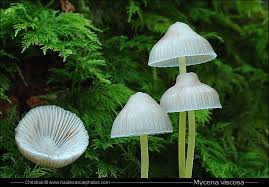 Attēlu rezultāti vaicājumam “Mycena viscosa”