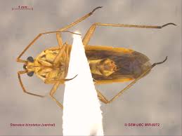 Attēlu rezultāti vaicājumam “Stenotus binotatus”