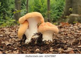 Attēlu rezultāti vaicājumam “Hydnum repandum”