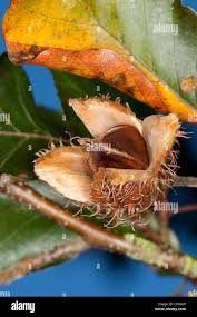 Attēlu rezultāti vaicājumam “Fagus sylvatica fruit”