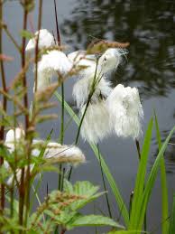 Attēlu rezultāti vaicājumam “Eriophorum angustifolium flower”