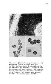 Attēlu rezultāti vaicājumam “Sphacelotheca hydropiperis”