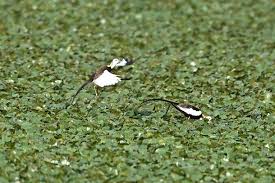 Image result for 붶