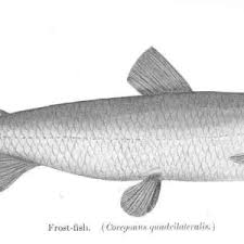 Image result for Coregonus huntsmani