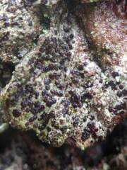 Attēlu rezultāti vaicājumam “Arthonia spadicea”