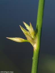 Attēlu rezultāti vaicājumam “Juncus filiformis”