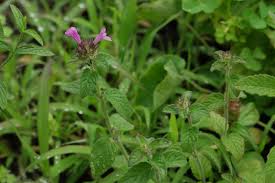 Attēlu rezultāti vaicājumam “Clinopodium vulgare leaf”