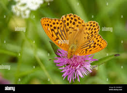 Attēlu rezultāti vaicājumam “Argynnis laodice female”
