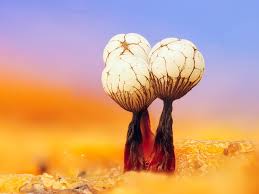 Attēlu rezultāti vaicājumam “Cribraria vulgaris young”