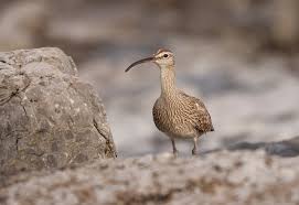 Attēlu rezultāti vaicājumam “Numenius phaeopus adult”