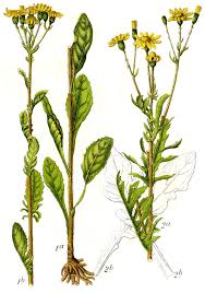 Attēlu rezultāti vaicājumam “Jacobaea vulgaris leaf”