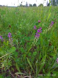 Attēlu rezultāti vaicājumam “Polygala comosa flower”