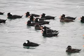 Image result for Melanitta perspicillata