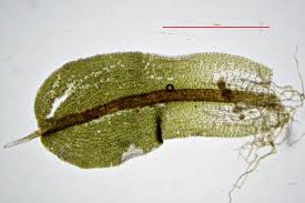 Attēlu rezultāti vaicājumam “Heterotrichia oerstedii (syn. Arcyria oerstedii) stalked”