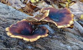 Attēlu rezultāti vaicājumam “Polyporus badius”