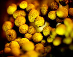 Attēlu rezultāti vaicājumam “Physarum bryomacrocarpum macro”