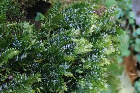 Attēlu rezultāti vaicājumam “Pseudotaxiphyllum elegans macro”