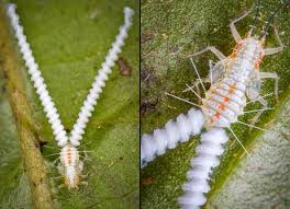 Attēlu rezultāti vaicājumam “Sternorrhyncha”