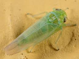 Attēlu rezultāti vaicājumam “Empoasca sp.”