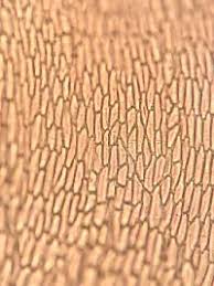 Attēlu rezultāti vaicājumam “Drepanocladus aduncus var. polycarpon”