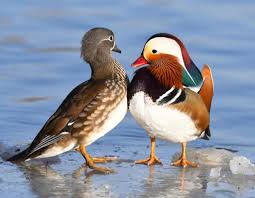 Attēlu rezultāti vaicājumam “Aix galericulata male”