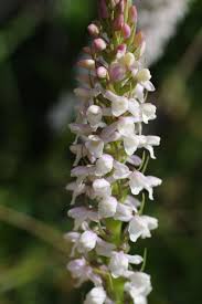 Attēlu rezultāti vaicājumam “Gymnadenia conopsea bud”