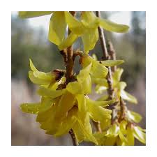 Attēlu rezultāti vaicājumam “Forsythia intermedia flower”