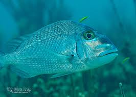 Image result for Calamus bajonado