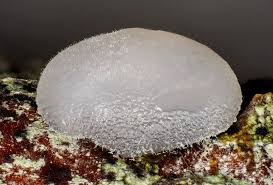 Attēlu rezultāti vaicājumam “Exidia thuretiana”